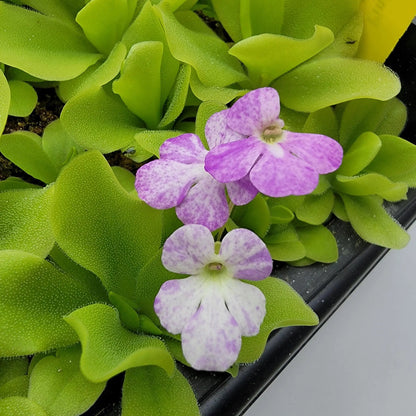 Pinguicula Pecosita Seed Grown Freckled Flower