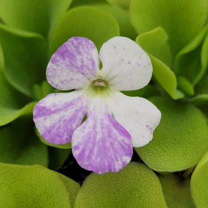 Pinguicula Pecosita Seed Grown Freckled Flower