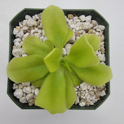 Pinguicula Pecosita Seed Grown Freckled Flower
