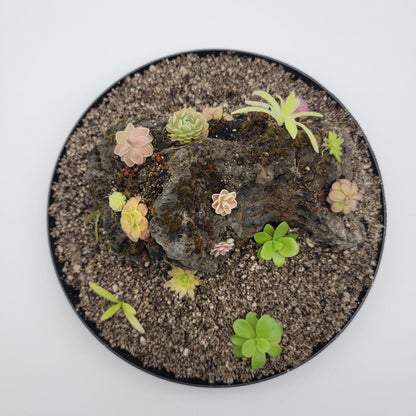 Mystery rock kit Pinguicula bundle