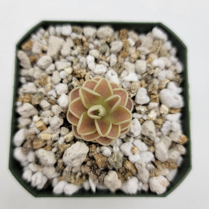 Pinguicula "Yucca Do 1713"