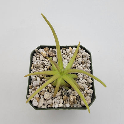 Pinguicula gypsicola x moctezumae