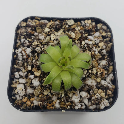 Pinguicula Acuminata Winter Rosette Plant