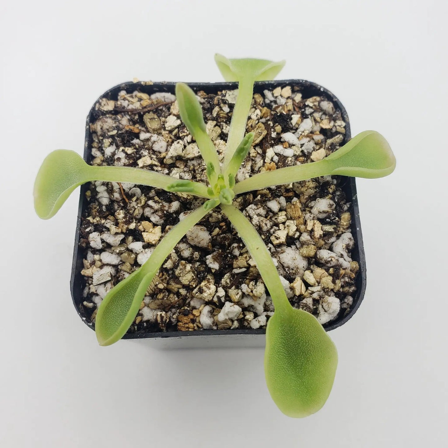 Pinguicula Acuminata Winter Rosette Plant