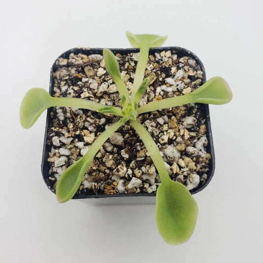 Pinguicula acuminata butterwort plant in small pot with light-green leaves in rocky soil on Tampa Home & Garden Store