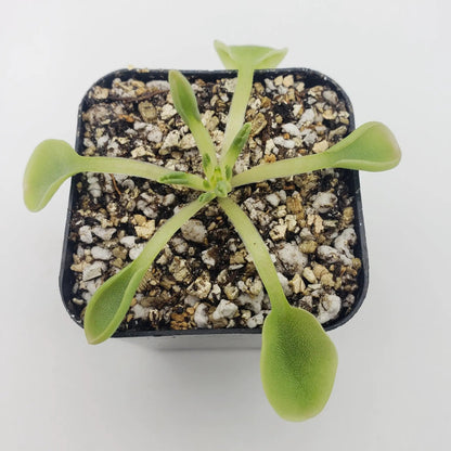 Pinguicula Acuminata Winter Rosette Plant
