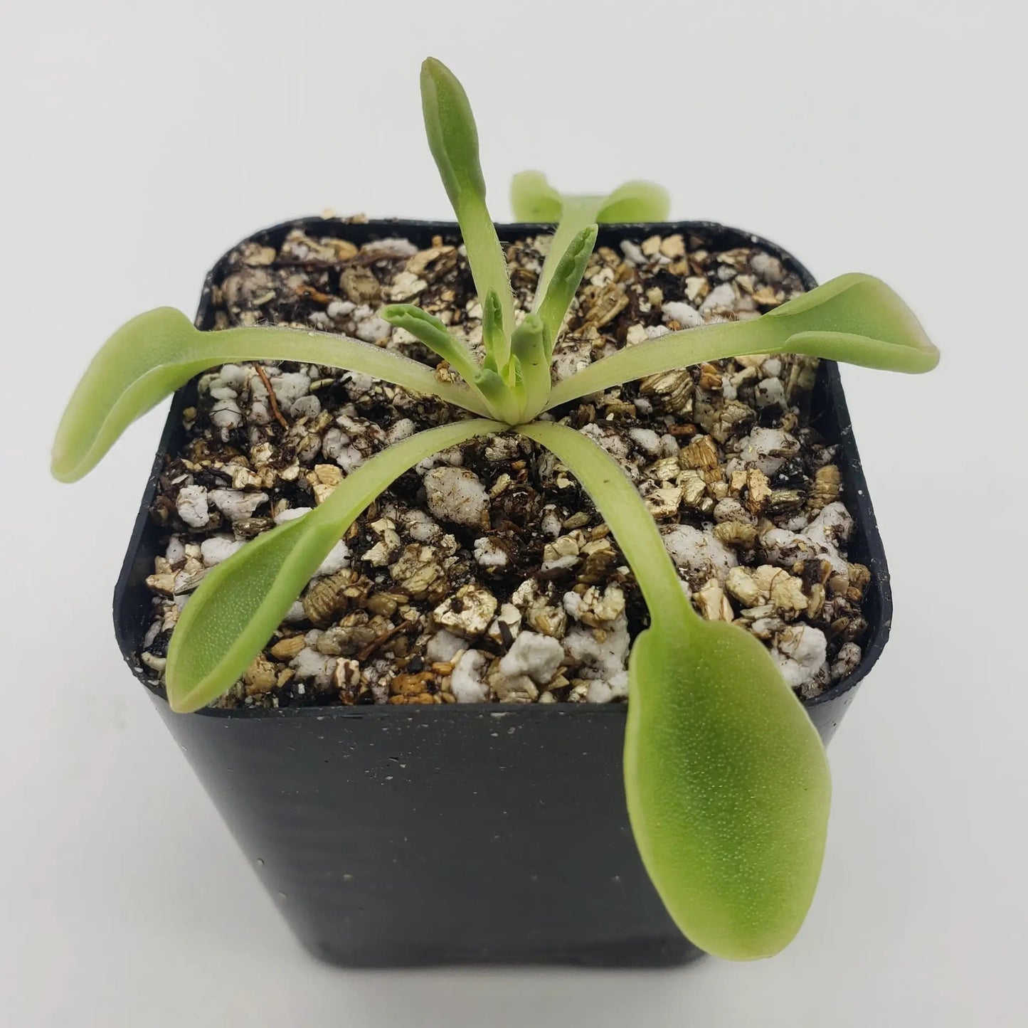 Pinguicula Acuminata Winter Rosette Plant
