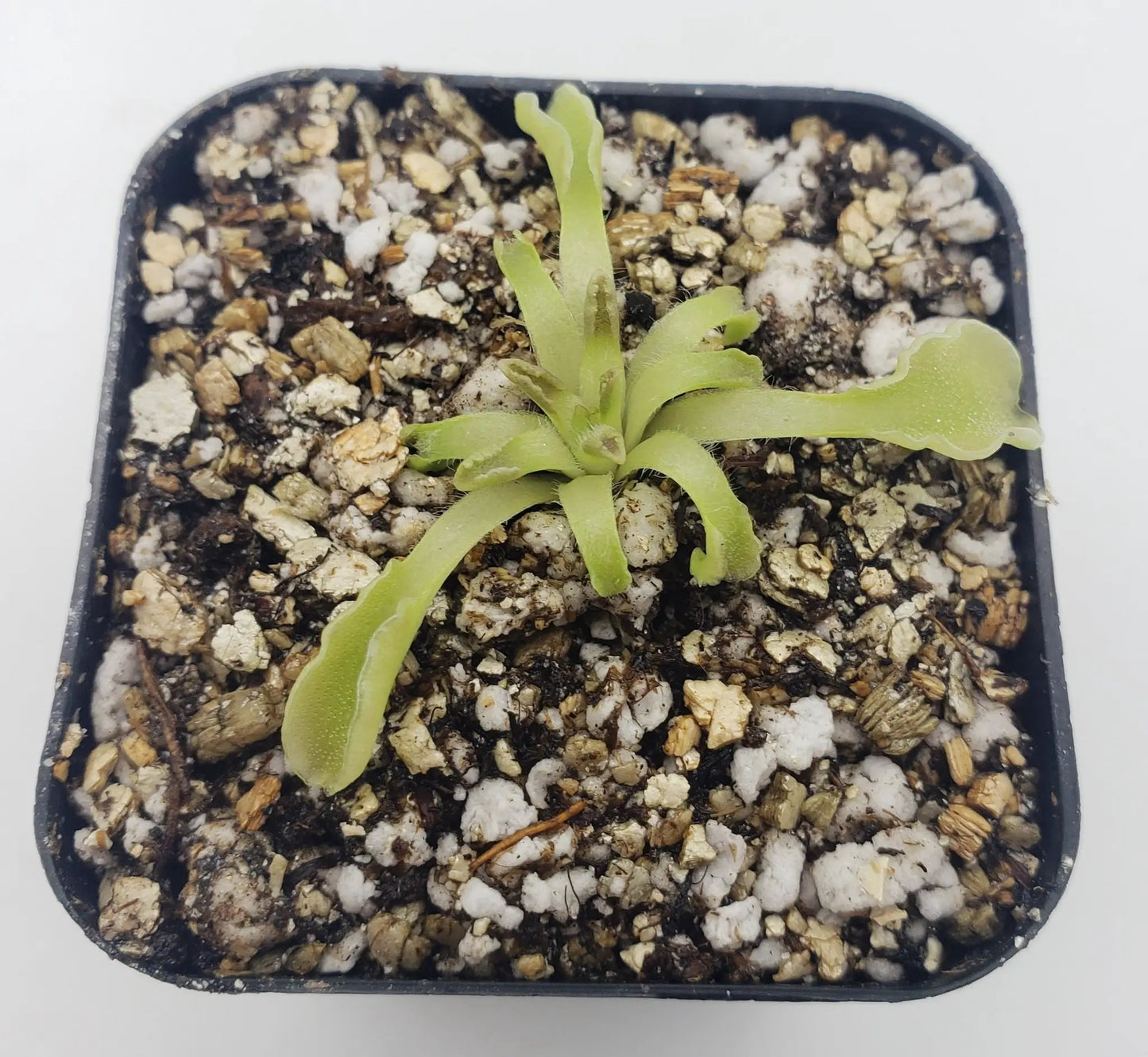 Pinguicula Acuminata Winter Rosette Plant
