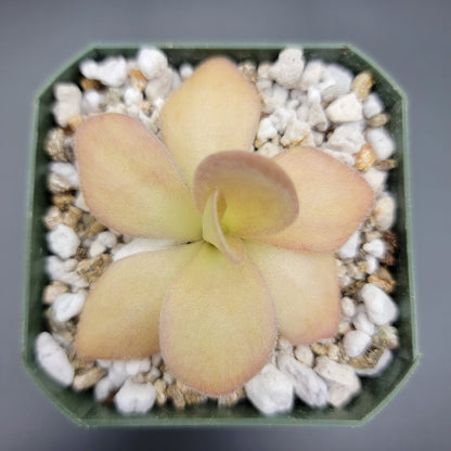 Pinguicula agnata {Zimapan, Hidalgo, México}
