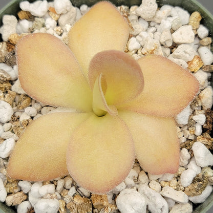 Pinguicula agnata {Zimapan, Hidalgo, México}