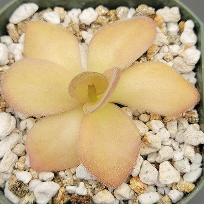Pinguicula agnata {Zimapan, Hidalgo, México}