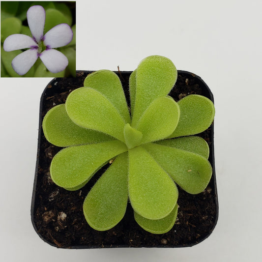 Pinguicula agnata "True Blue" x gigantea - Tampa Home & Garden Store