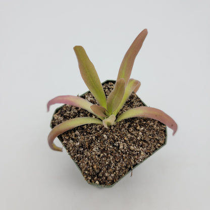 Pinguicula 'Aphrodite'