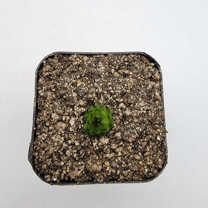 Pinguicula calderoniae {llano del conejo, San Luis Potosi}