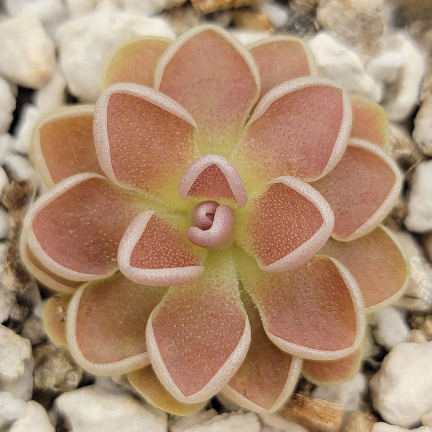 Pinguicula Ehlersiae Tolantongo Pink Rosette