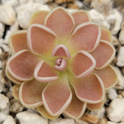 Pinguicula Ehlersiae Tolantongo Pink Rosette