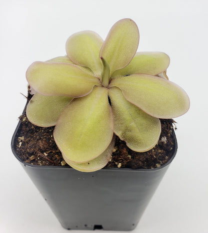 Pinguicula emarginata {de color rojo y roseta grande} x elizabethiae