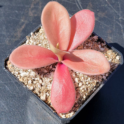 Pinguicula gigantea red live plant