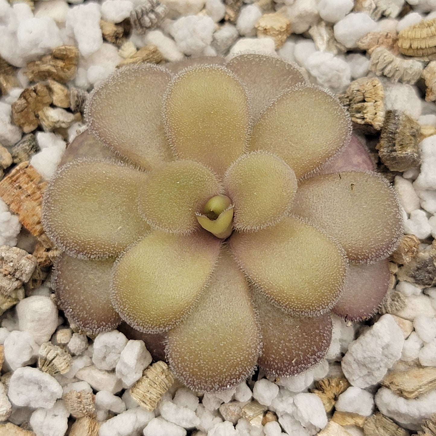 Pinguicula gigantea roja x cyclosecta