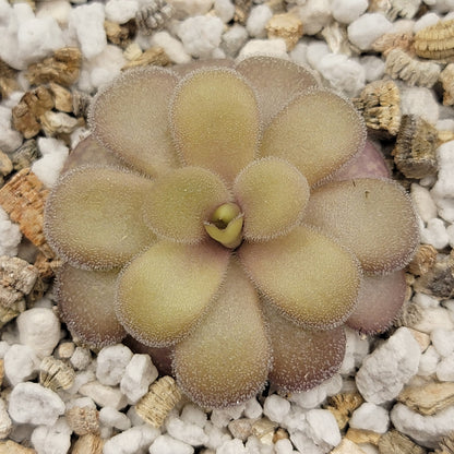 Pinguicula gigantea roja x cyclosecta