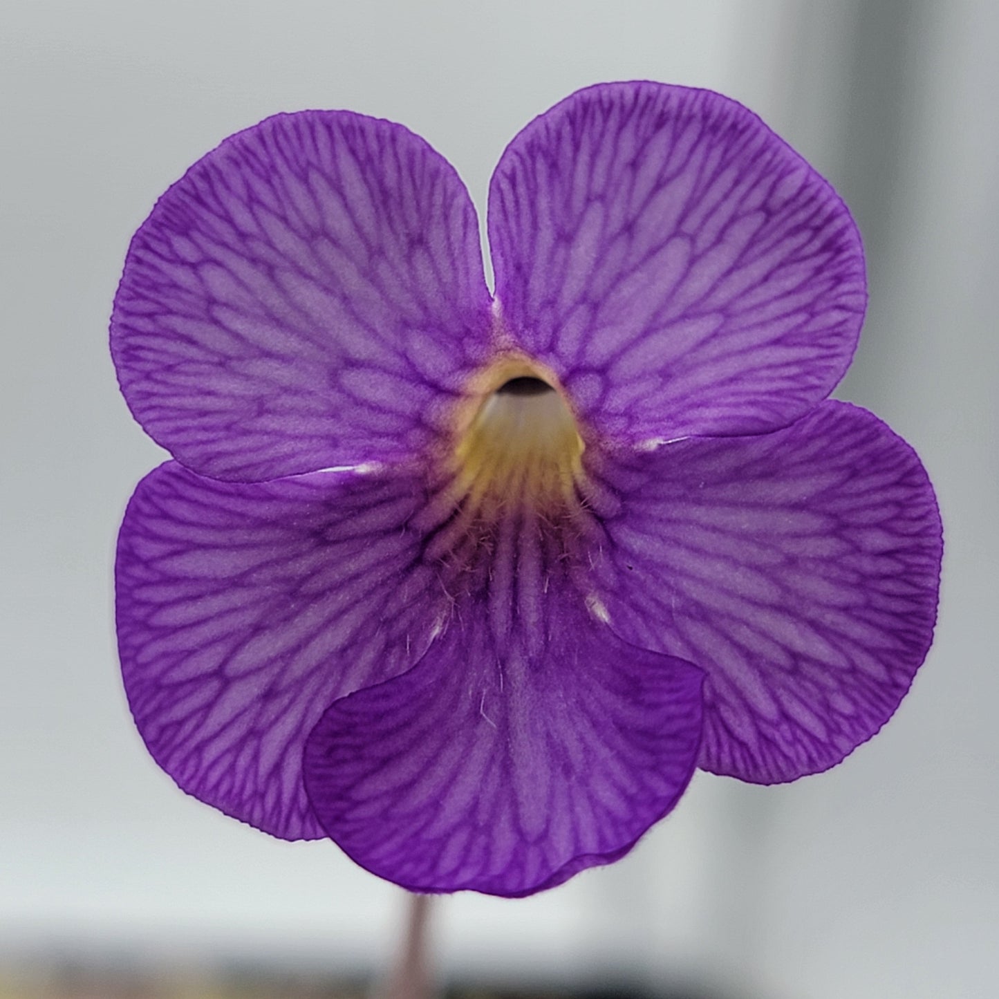 Pinguicula gigantea roja x cyclosecta