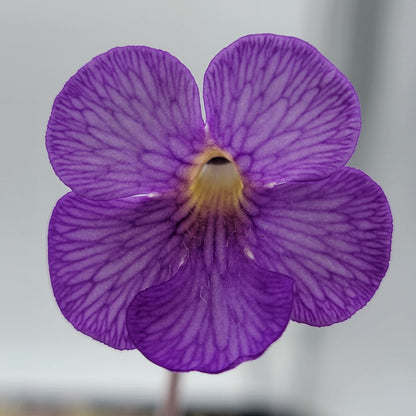 Pinguicula gigantea roja x cyclosecta