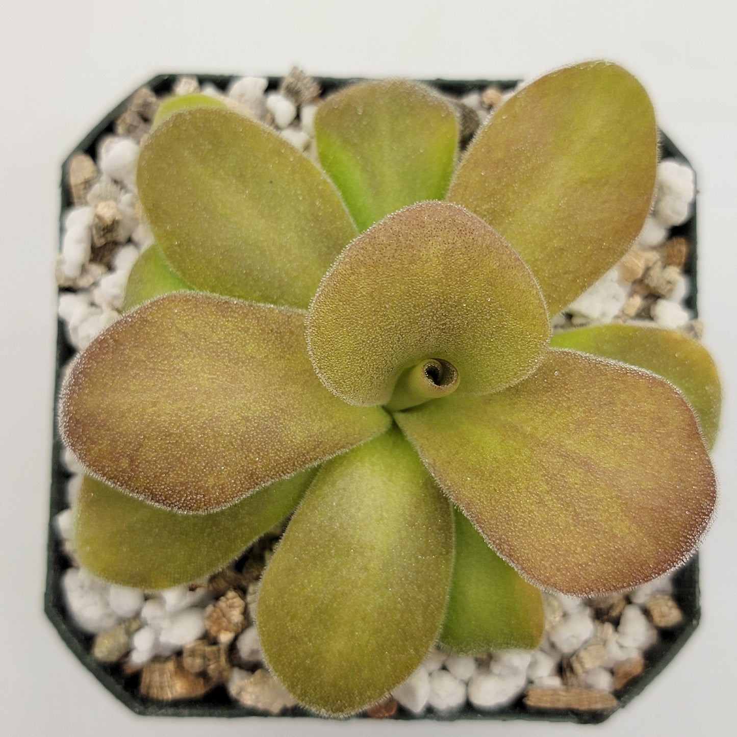 Pinguicula gigantea red x martinezii live plant