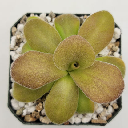 Pinguicula gigantea red x martinezii live plant