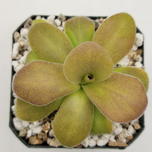 Pinguicula gigantea red x martinezii live plant
