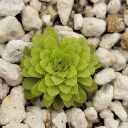 Pinguicula gracilis x laueana live plant