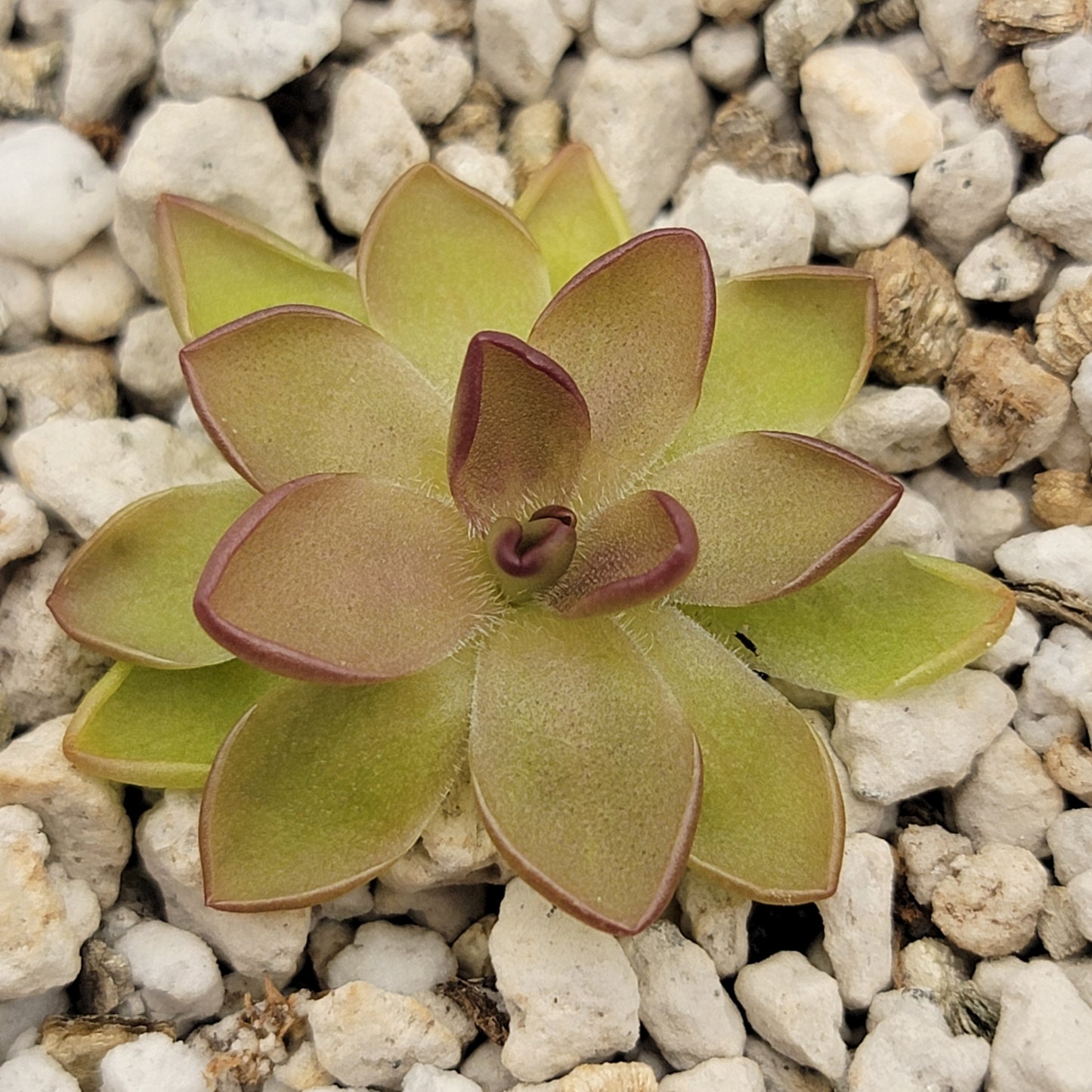 Pinguicula gracilis x laueana live plant