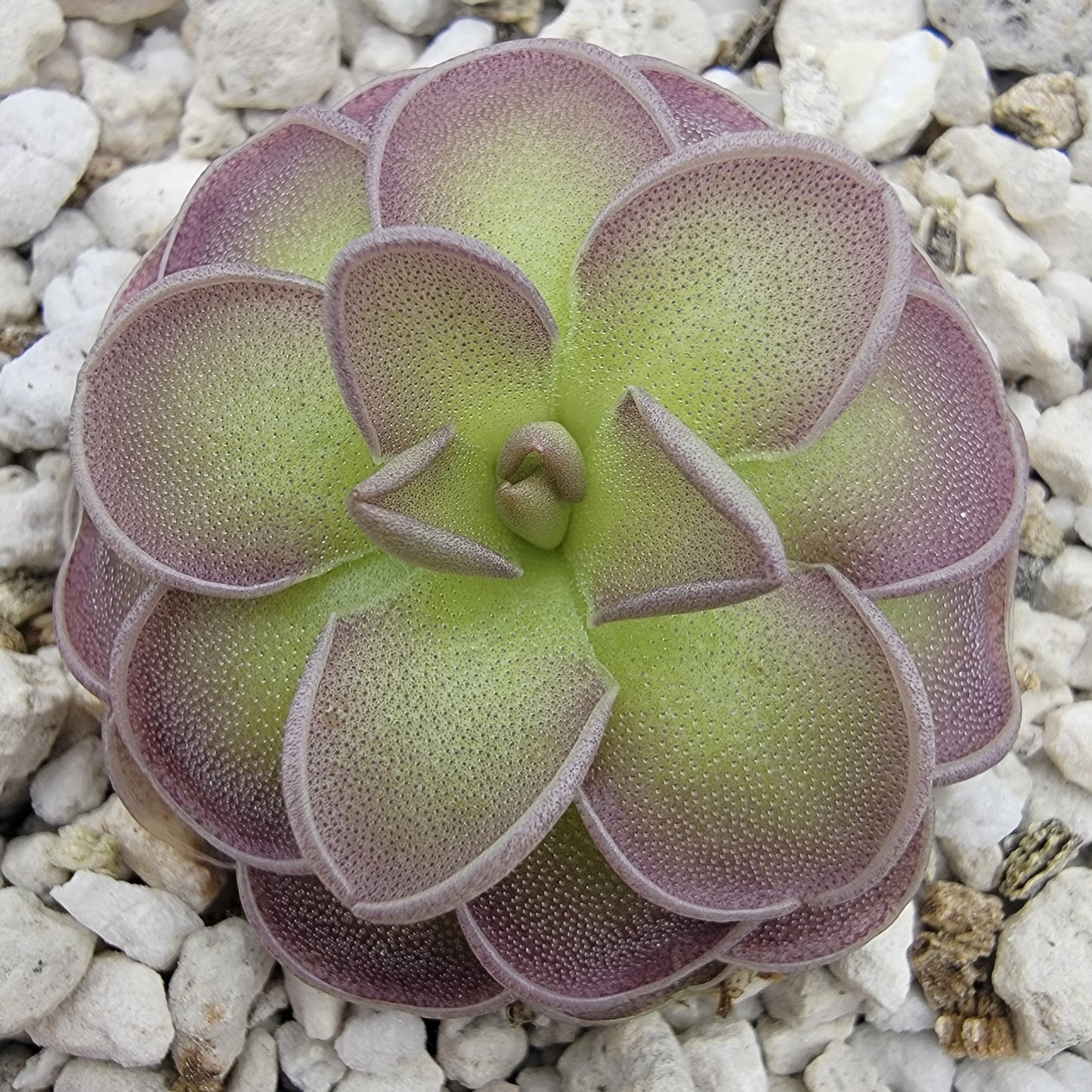 Pinguicula jaumavensis x cyclosecta live plant