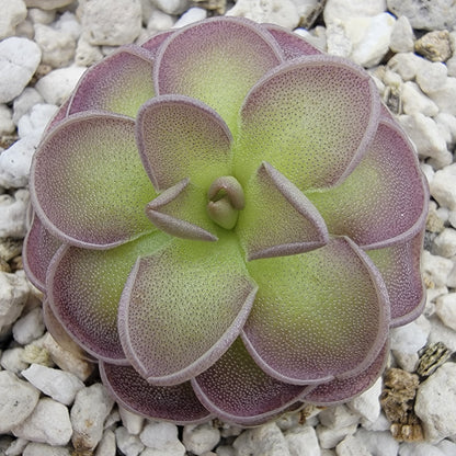 Pinguicula jaumavensis x cyclosecta live plant