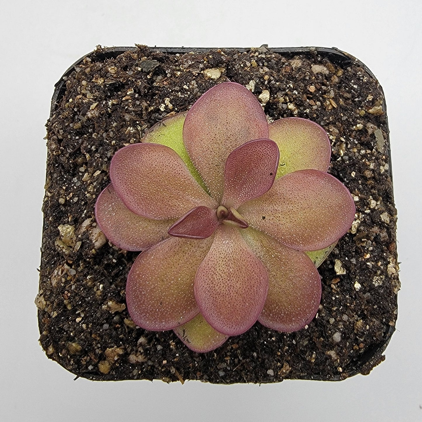 Pinguicula laueana 'Undulate Geranium Flower' Plant