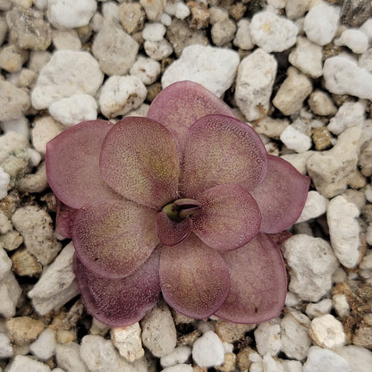 Pinguicula laueana 'Undulate Geranium Flower' Plant