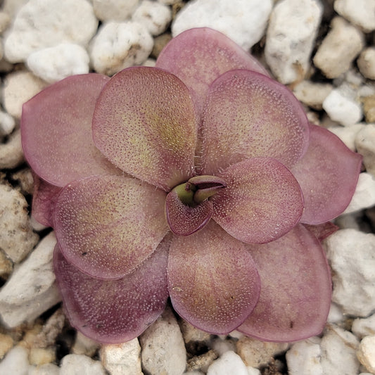 Pinguicula laueana 'Undulate Geranium Flower' Plant