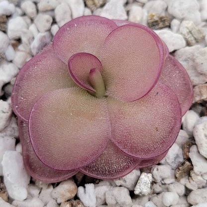 Pinguicula laueana x 'Huahuapan' (clon rojo)