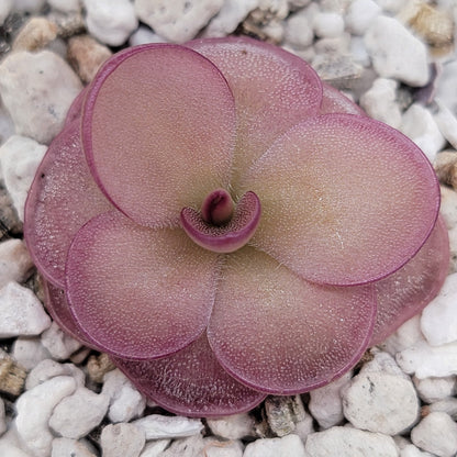 Pinguicula laueana x 'Huahuapan' (clon rojo)