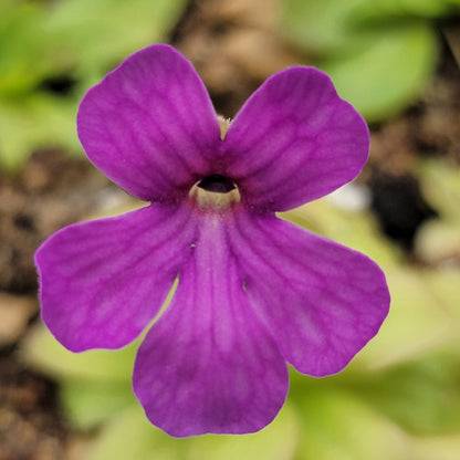 Pinguicula laueana x elizabethiae live plant