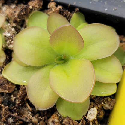 Pinguicula laueana x elizabethiae live plant