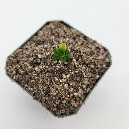 Pinguicula macrophylla