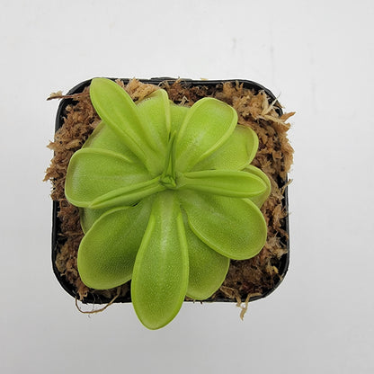 Pinguicula mesophytica {cerro El Pital, Honduras}