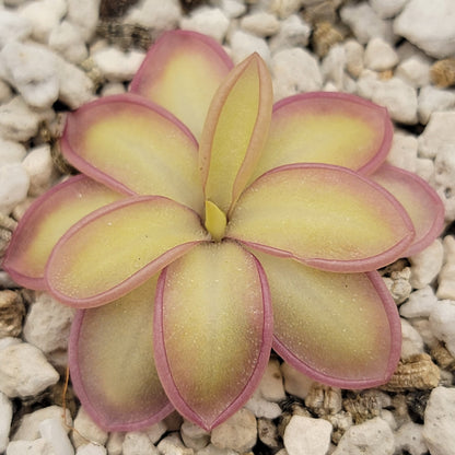 Pinguicula moranensis var. alba x emarginata plant