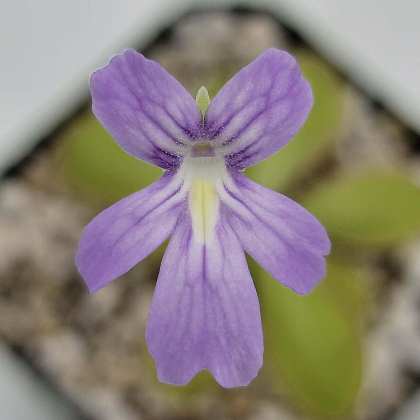 Pinguicula moranensis var. alba x emarginata plant