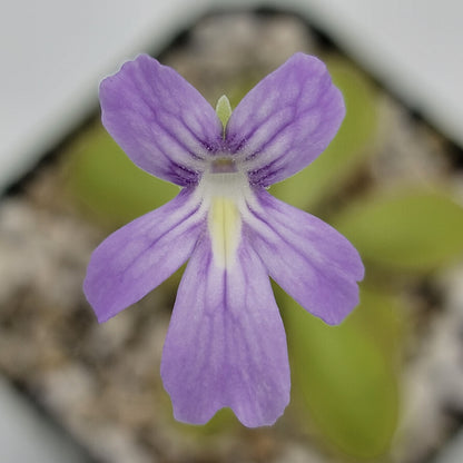 Pinguicula moranensis var. alba x emarginata plant