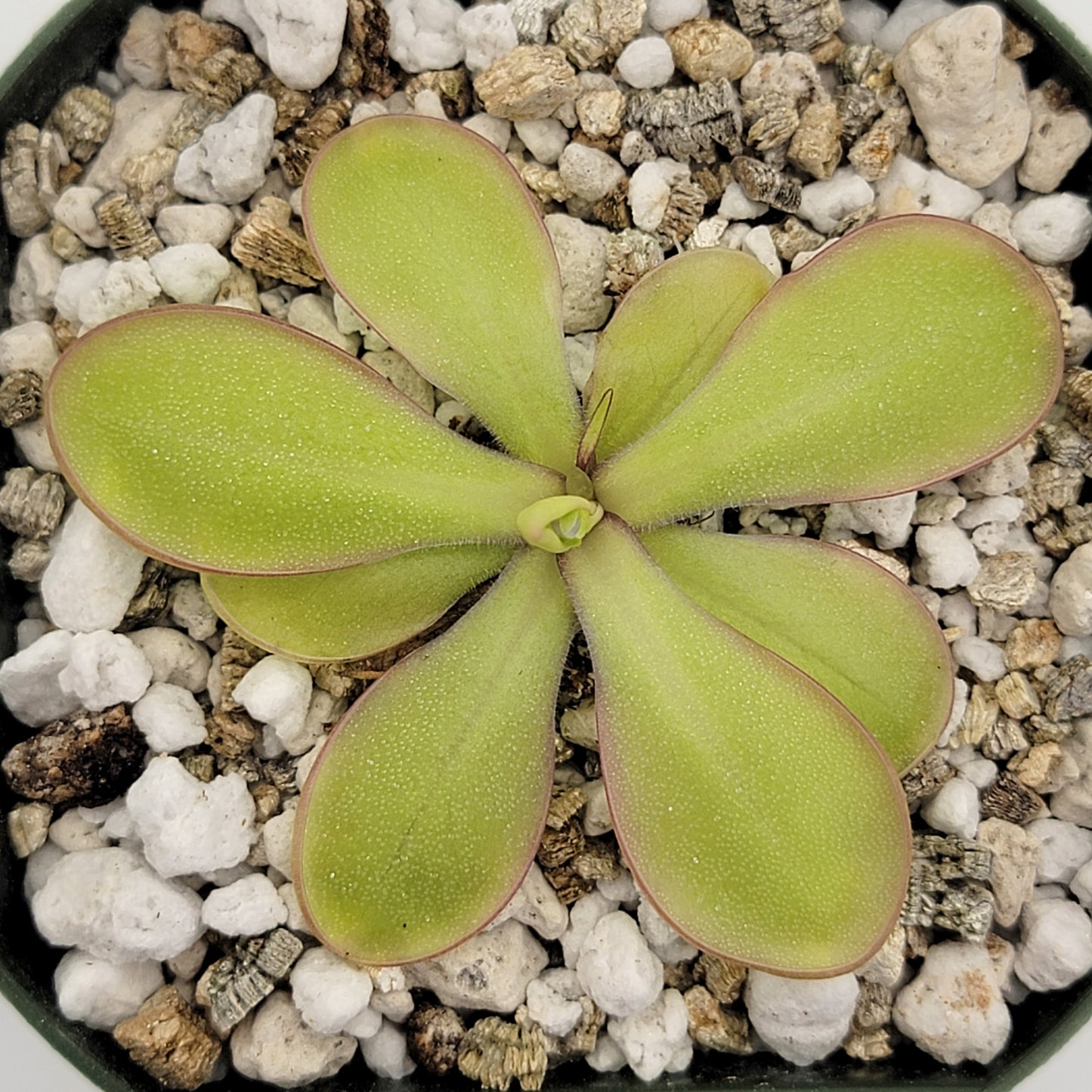 Pinguicula moranensis var. alba x emarginata plant