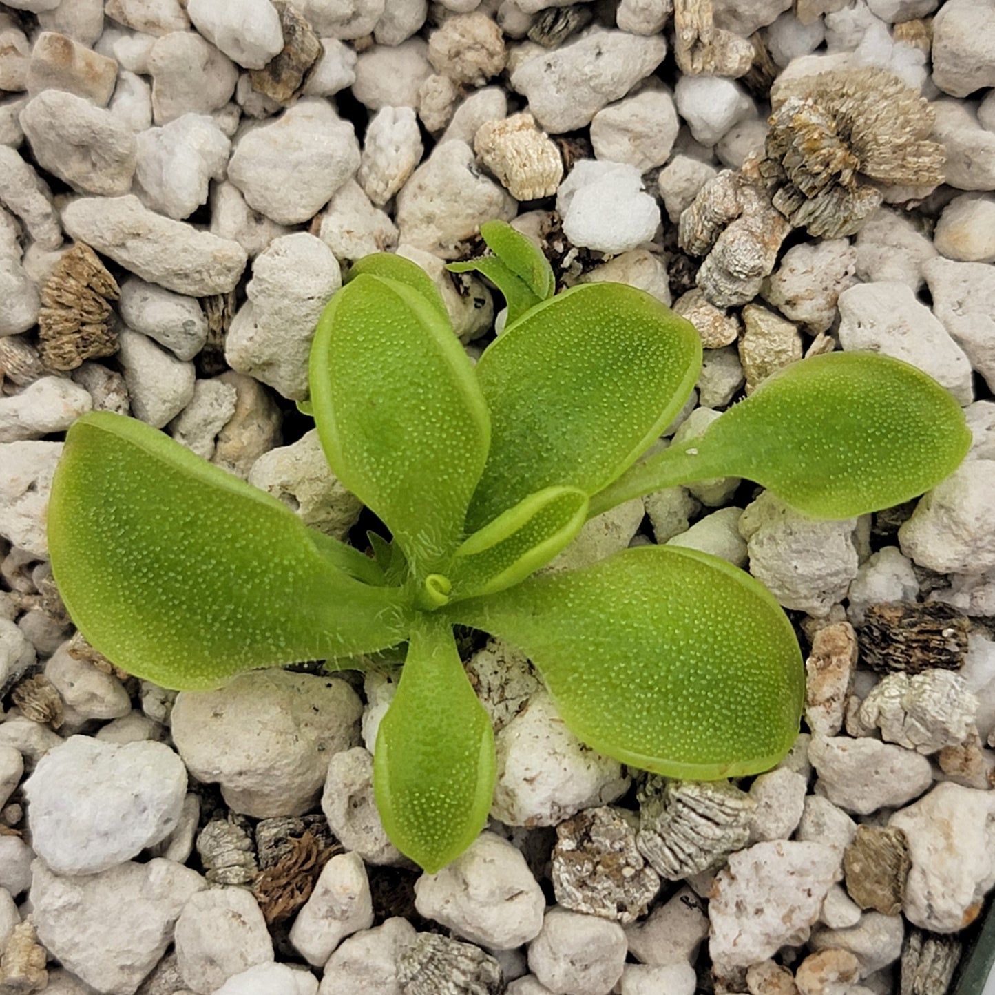 Pinguicula oblongiloba butterwort plant with bright green oval leaves on rocky substrate on Tampa Home & Garden Store