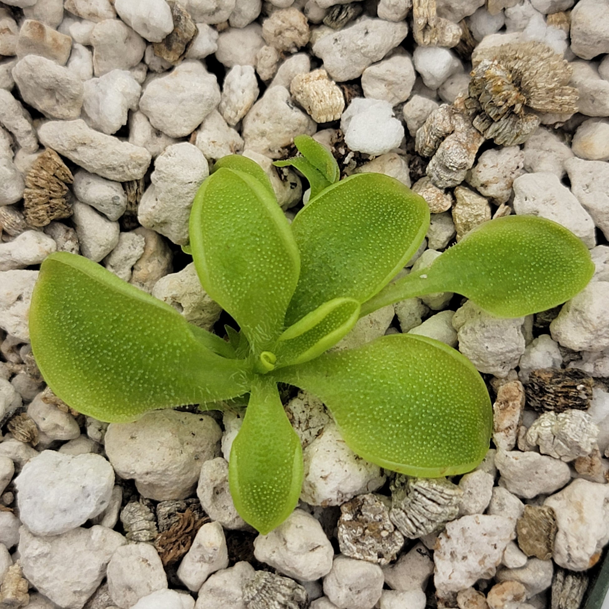 Pinguicula oblongiloba butterwort plant with bright green oval leaves on rocky substrate on Tampa Home & Garden Store