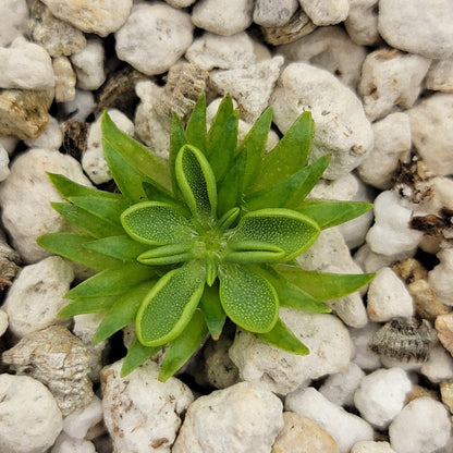 Pinguicula oblongiloba butterwort rosette with green speckled leaves among light gravel on Tampa Home & Garden Store