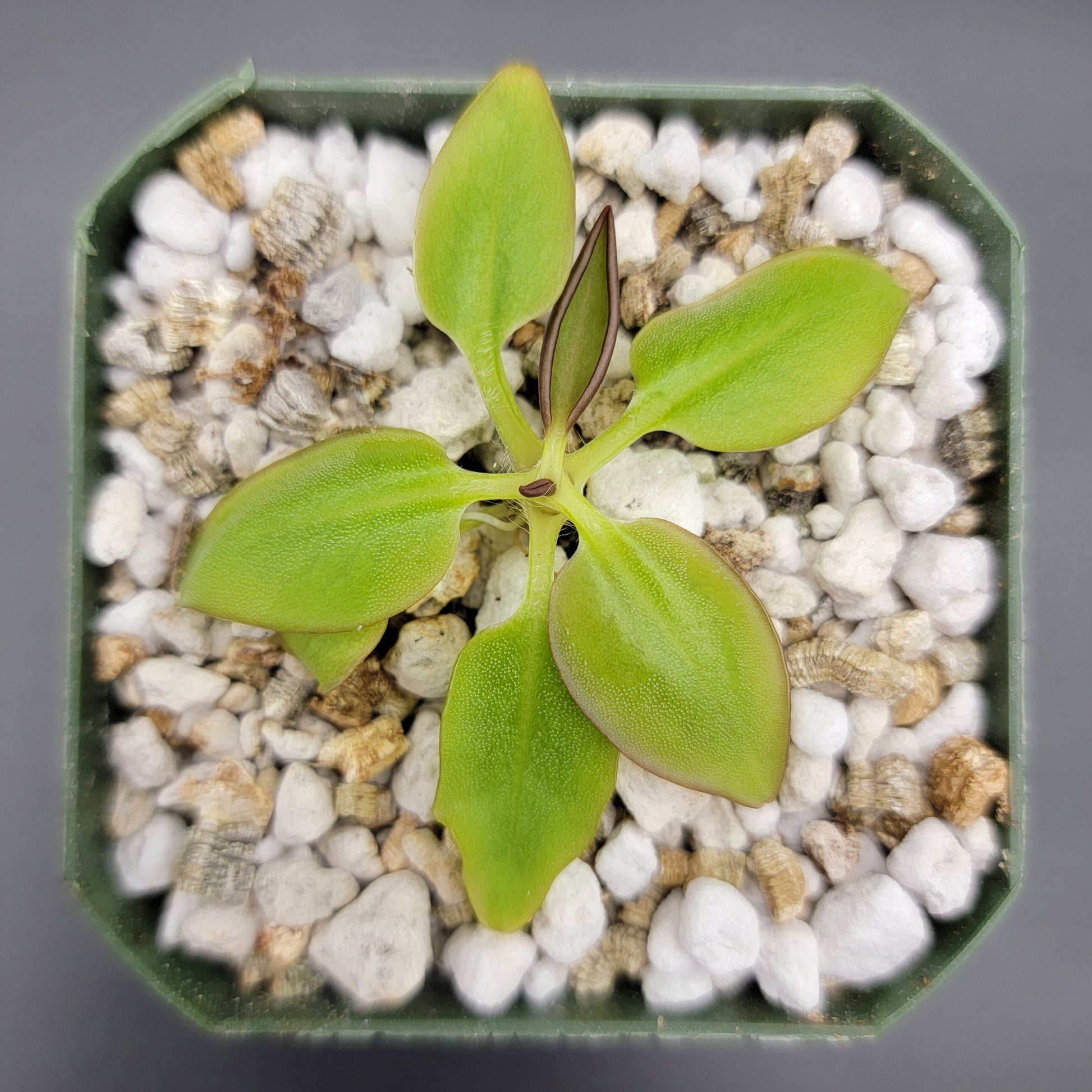 Pinguicula parvifolia butterwort plant with green leaves in a small green pot and white gravel on Tampa Home & Garden Store
